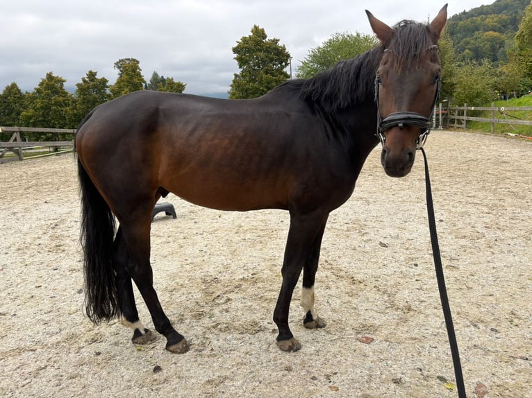 Hannover Castrone 6 Anni 171 cm Baio scuro in Ebensee