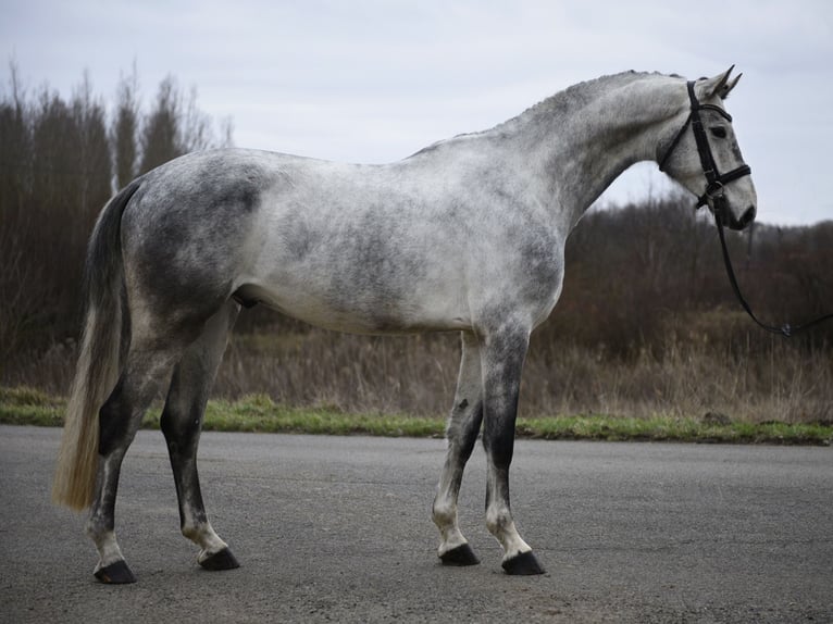 Hannover Castrone 6 Anni 171 cm Grigio in Ujszász