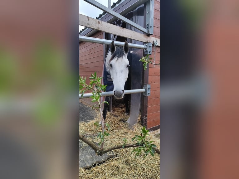 Hannover Castrone 6 Anni 171 cm Grigio pezzato in Oberderdingen