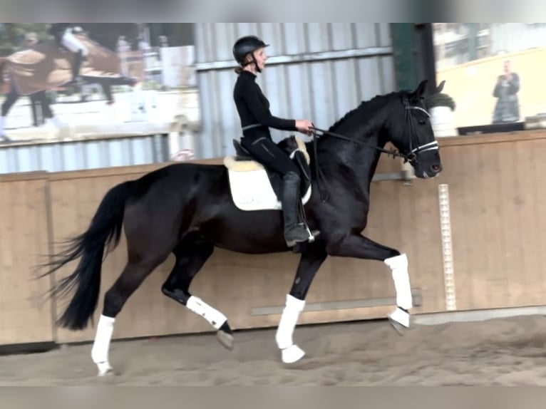 Hannover Castrone 6 Anni 171 cm Morello in D&#xE4;tgen