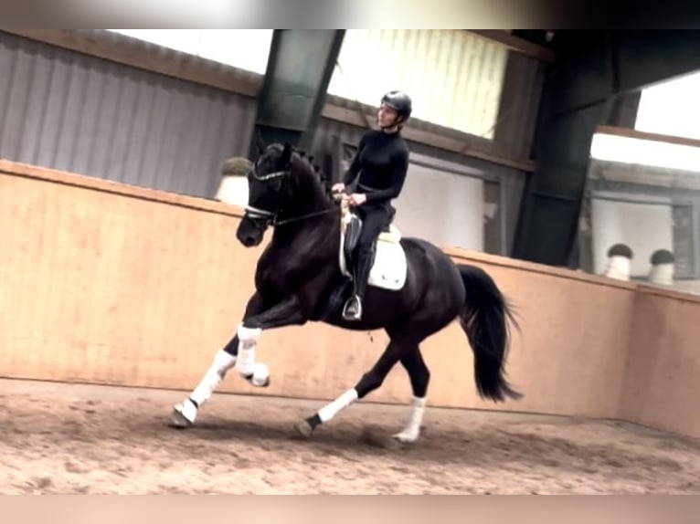 Hannover Castrone 6 Anni 171 cm Morello in D&#xE4;tgen