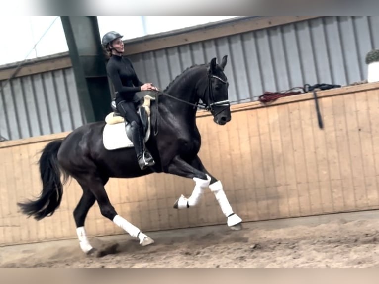 Hannover Castrone 6 Anni 171 cm Morello in D&#xE4;tgen