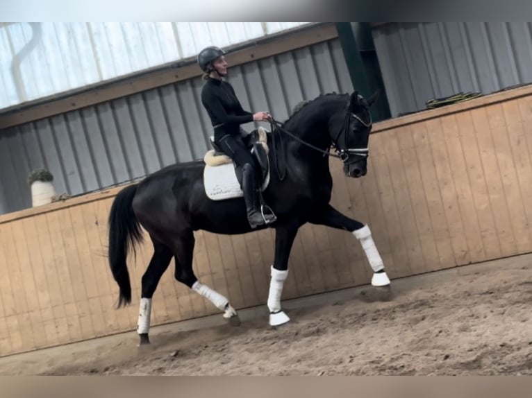 Hannover Castrone 6 Anni 171 cm Morello in D&#xE4;tgen