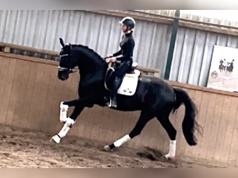 Hannover Castrone 6 Anni 171 cm Morello in D&#xE4;tgen