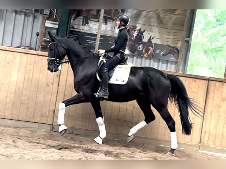 Hannover Castrone 6 Anni 171 cm Morello in D&#xE4;tgen
