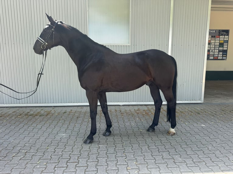 Hannover Castrone 6 Anni 171 cm Morello in Güglingen