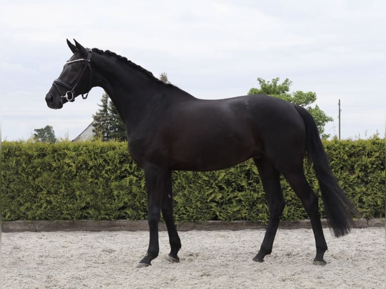 Hannover Castrone 6 Anni 171 cm Morello in Tiddische