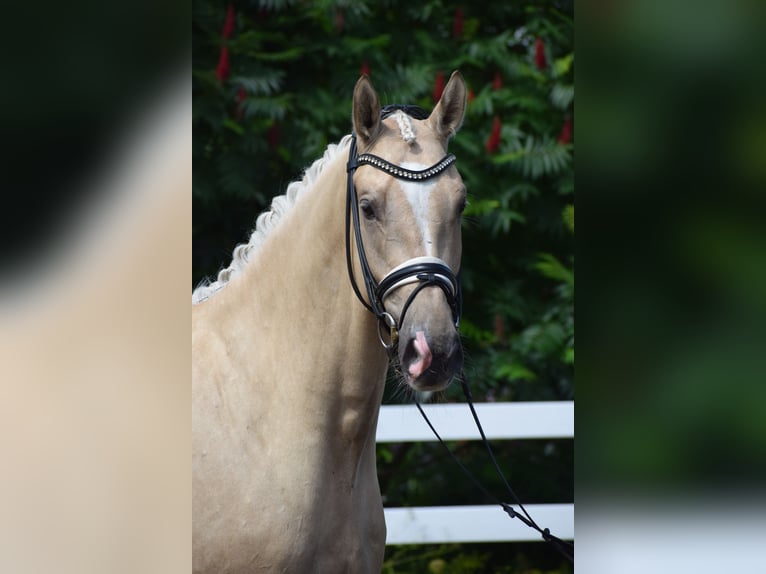Hannover Castrone 6 Anni 171 cm Palomino in Dätgen