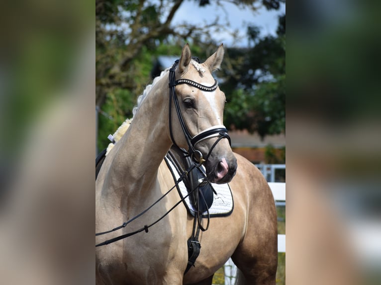 Hannover Castrone 6 Anni 171 cm Palomino in Dätgen