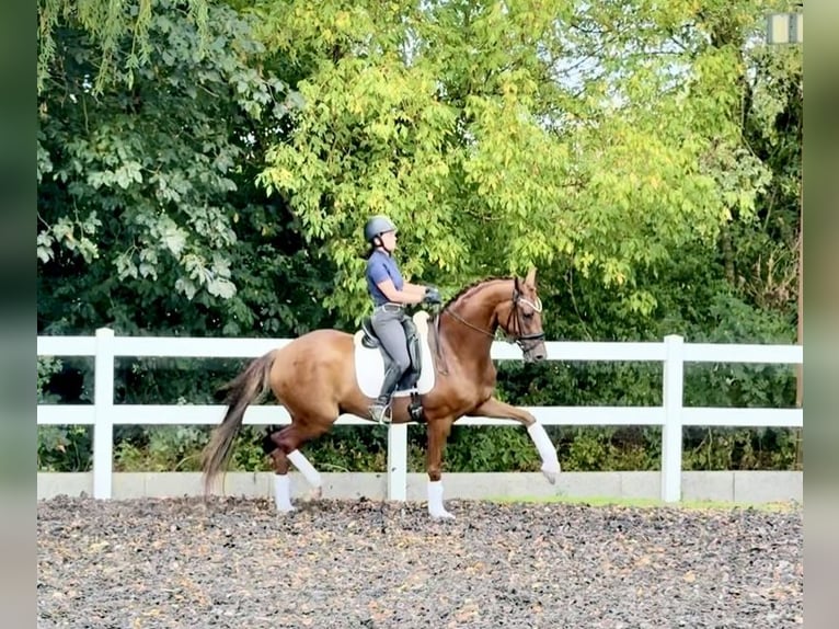 Hannover Castrone 6 Anni 171 cm Sauro in B&#xF6;rrstadt