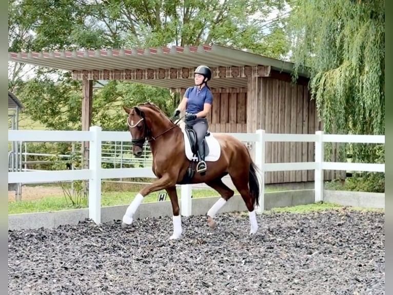 Hannover Castrone 6 Anni 171 cm Sauro in B&#xF6;rrstadt