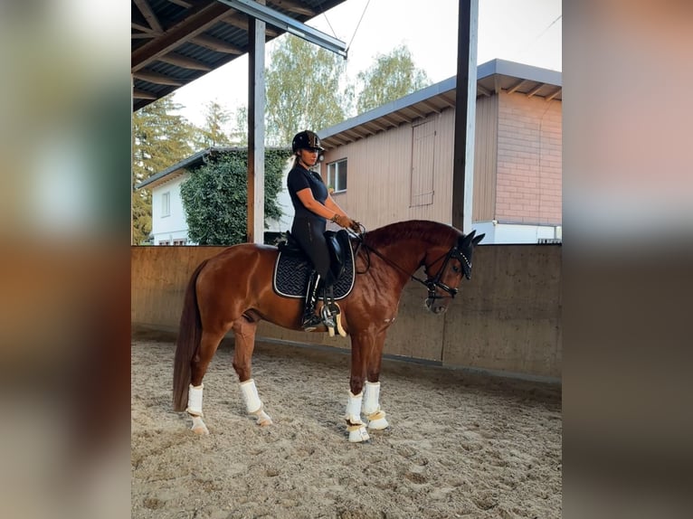 Hannover Castrone 6 Anni 171 cm Sauro in Mariastein