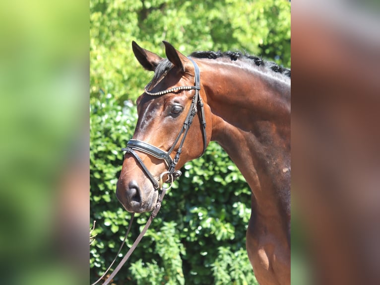 Hannover Castrone 6 Anni 172 cm Baio in Selsingen