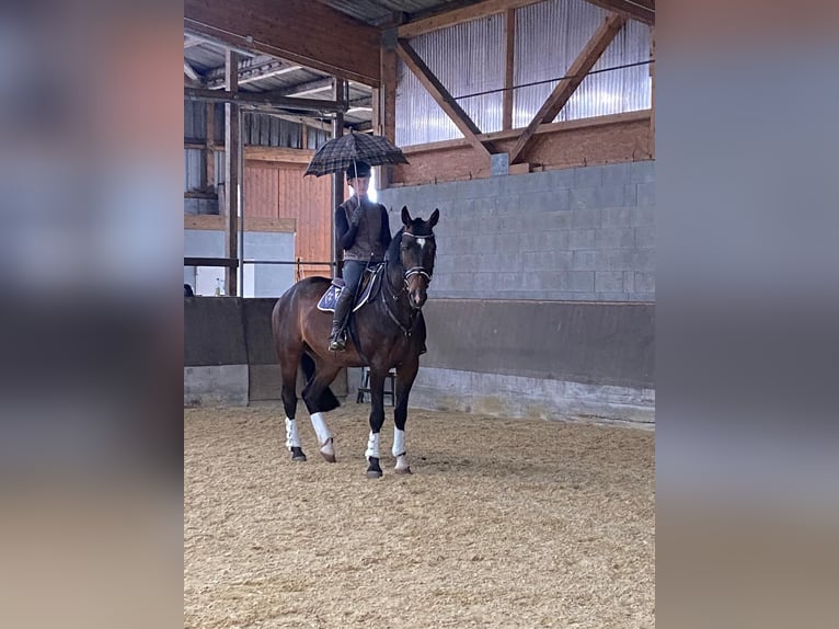 Hannover Castrone 6 Anni 172 cm Baio in Neuhaus an der Oste