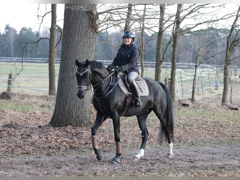 Hannover Castrone 6 Anni 172 cm Baio nero in Hamburg