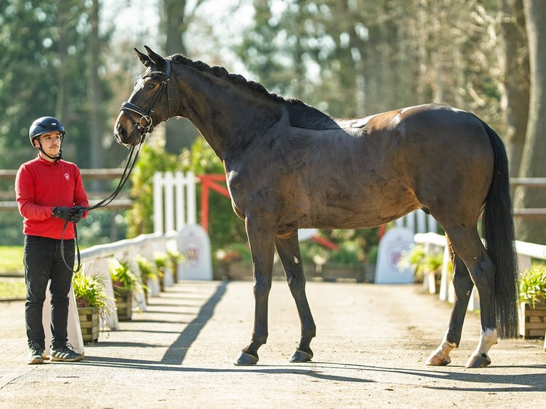 Hannover Castrone 6 Anni 172 cm Baio scuro in Münster-Handorf