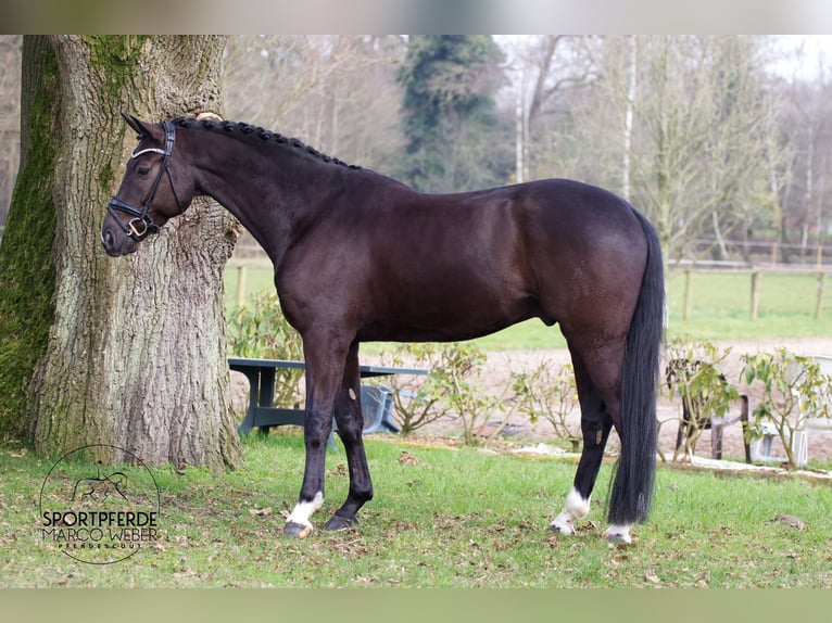 Hannover Castrone 6 Anni 172 cm in Westerstede