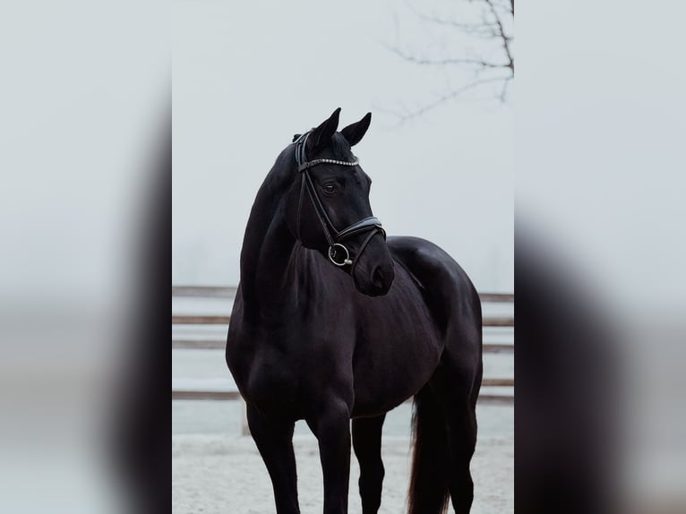 Hannover Castrone 6 Anni 172 cm Morello in Riedstadt