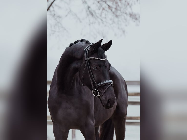 Hannover Castrone 6 Anni 172 cm Morello in Riedstadt