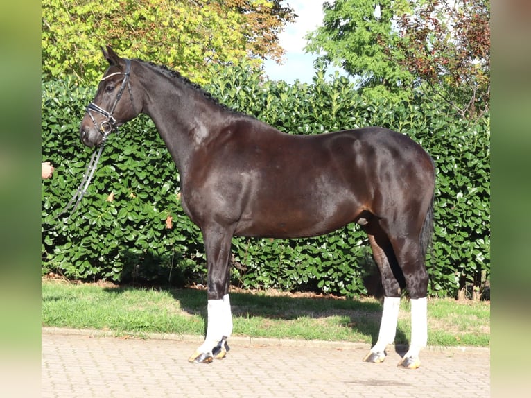 Hannover Castrone 6 Anni 172 cm Morello in Selsingen