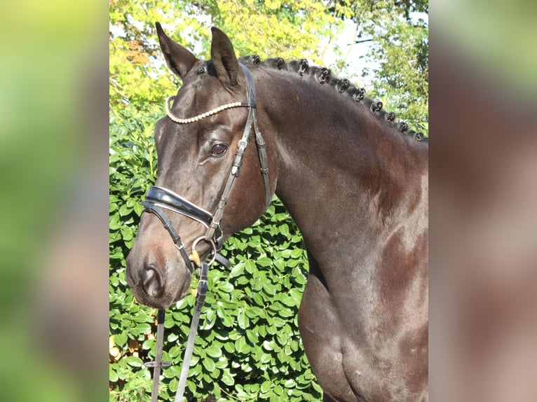 Hannover Castrone 6 Anni 172 cm Morello in Selsingen
