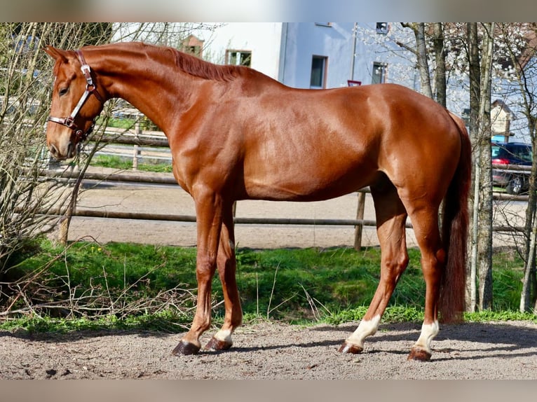 Hannover Castrone 6 Anni 172 cm Sauro in Üxheim