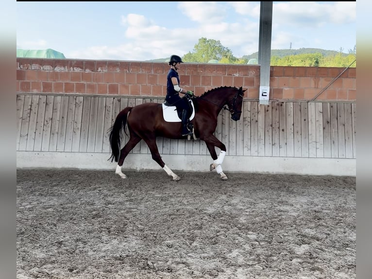 Hannover Castrone 6 Anni 172 cm Sauro in Wolfhagen