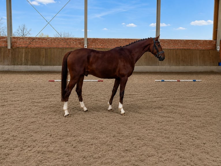 Hannover Castrone 6 Anni 172 cm Sauro in Wolfhagen