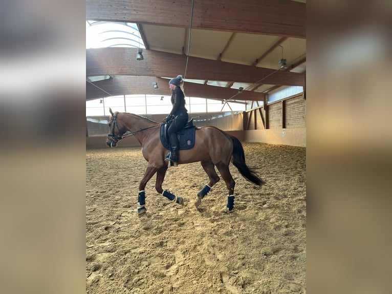 Hannover Castrone 6 Anni 172 cm Sauro scuro in Brakel