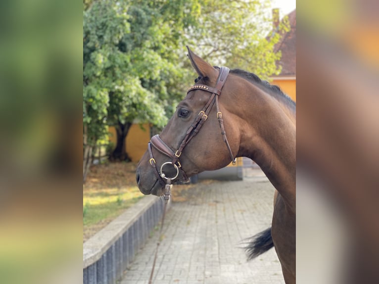 Hannover Castrone 6 Anni 173 cm Baio in Bad Dürrheim