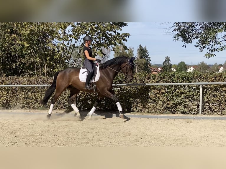 Hannover Castrone 6 Anni 173 cm Baio in Bad Dürrheim