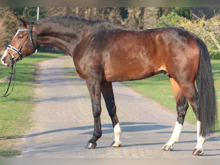 Hannover Castrone 6 Anni 173 cm Baio in Deinstedt