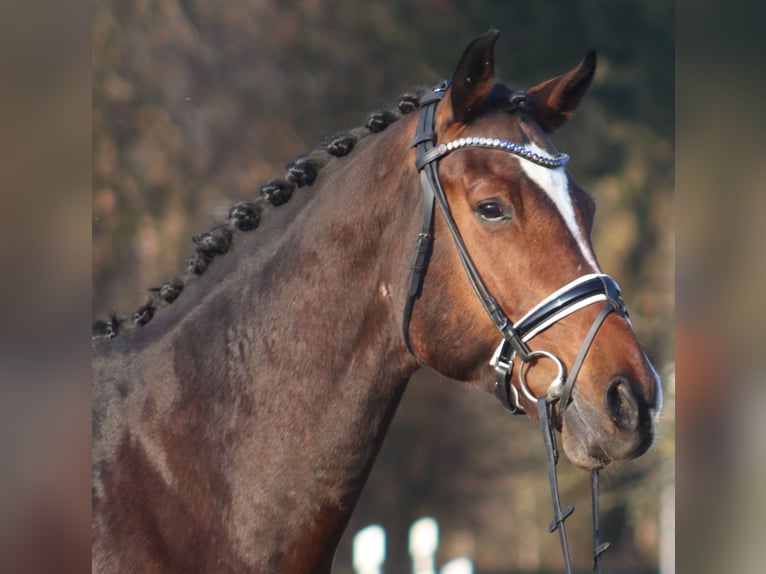 Hannover Castrone 6 Anni 173 cm Baio in Deinstedt