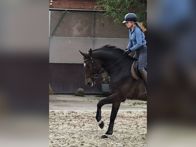 Hannover Castrone 6 Anni 173 cm Baio in Wunstorf