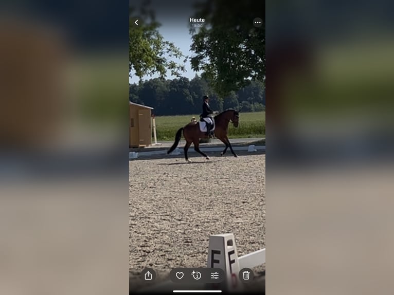 Hannover Castrone 6 Anni 173 cm Baio in Liestal