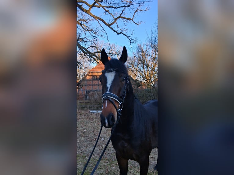 Hannover Castrone 6 Anni 173 cm Baio scuro in Nordhorn