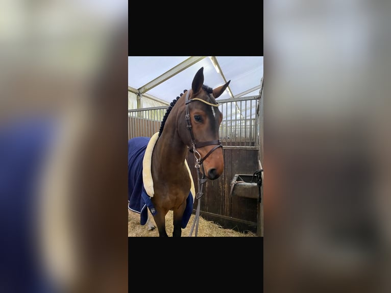 Hannover Castrone 6 Anni 173 cm Baio scuro in Bruchk&#xF6;bel