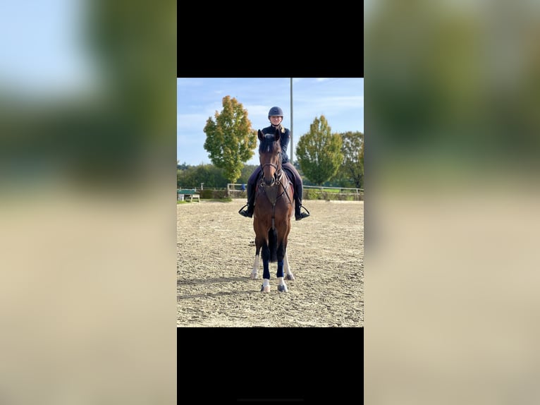 Hannover Castrone 6 Anni 173 cm Baio scuro in Bruchk&#xF6;bel