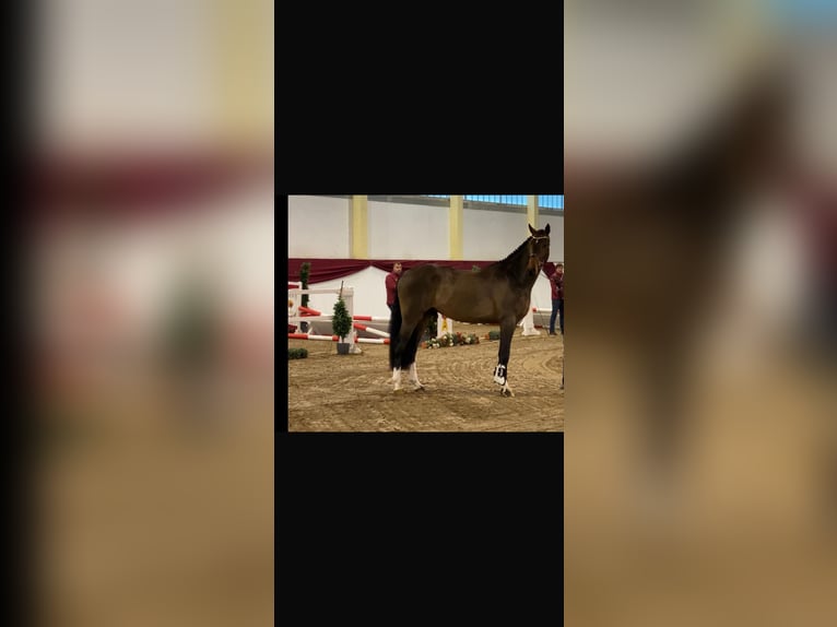Hannover Castrone 6 Anni 173 cm Baio scuro in Bruchk&#xF6;bel