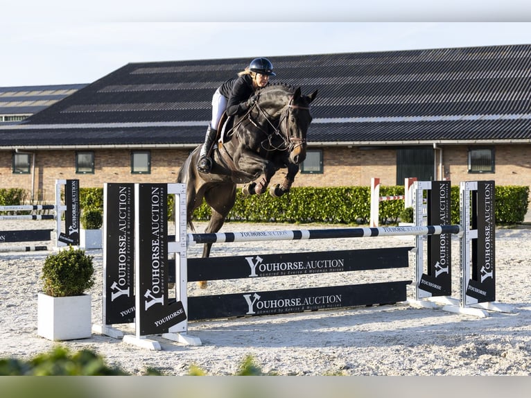 Hannover Castrone 6 Anni 173 cm  in Waddinxveen