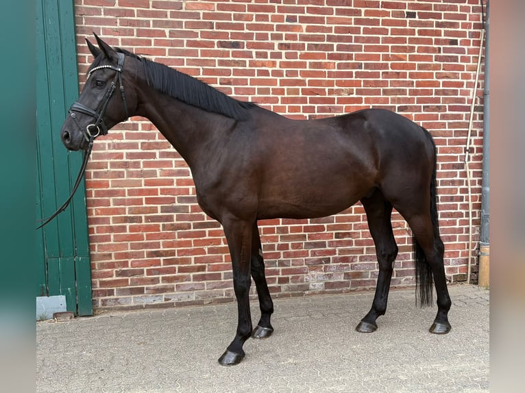 Hannover Castrone 6 Anni 173 cm Morello in Rhede