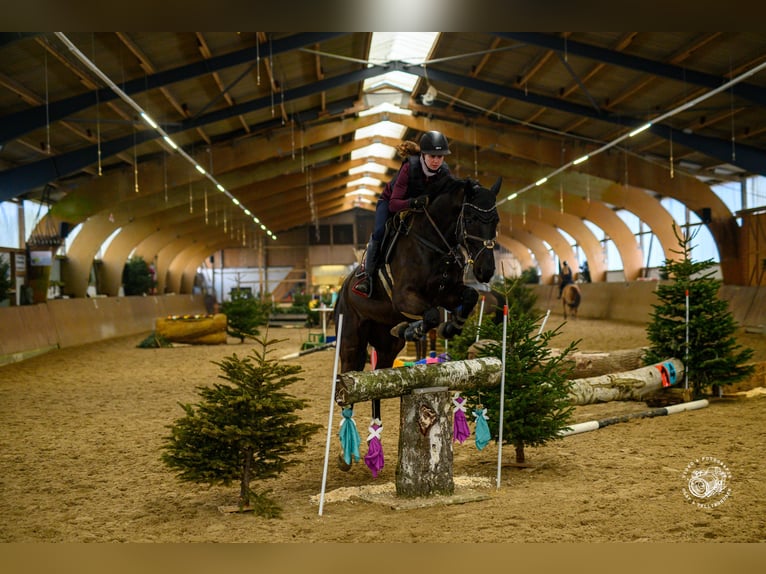 Hannover Castrone 6 Anni 173 cm Morello in Geestland