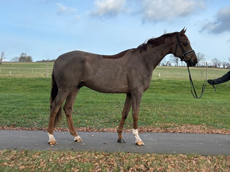 Hannover Castrone 6 Anni 173 cm Sauro scuro in Herbstein