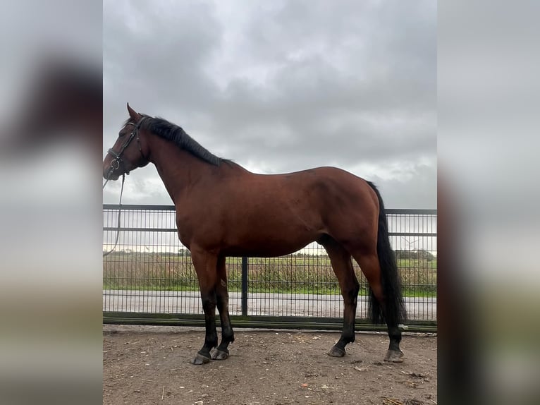 Hannover Castrone 6 Anni 174 cm Baio in Kleinwiehe