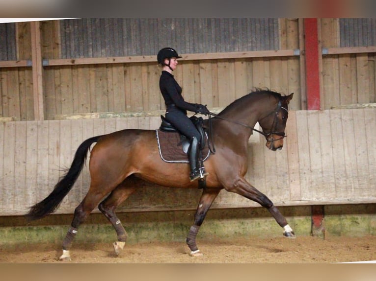 Hannover Castrone 6 Anni 174 cm Baio in Schwäbisch Hall