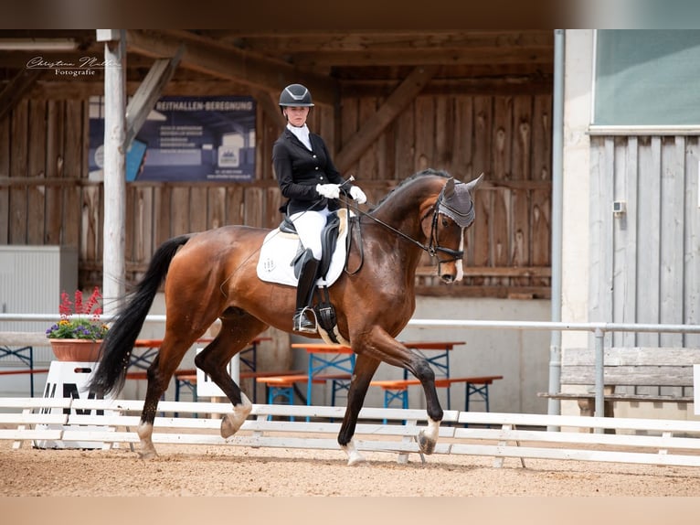 Hannover Castrone 6 Anni 174 cm Baio in Schwäbisch Hall