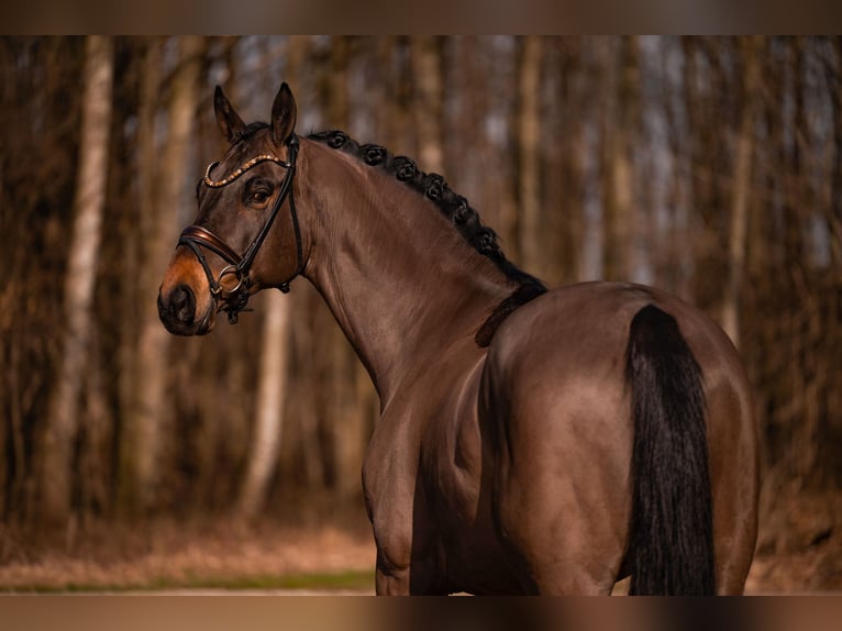 Hannover Castrone 6 Anni 174 cm Baio scuro in Wehringen