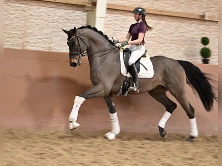 Hannover Castrone 6 Anni 174 cm Baio scuro in Wehringen