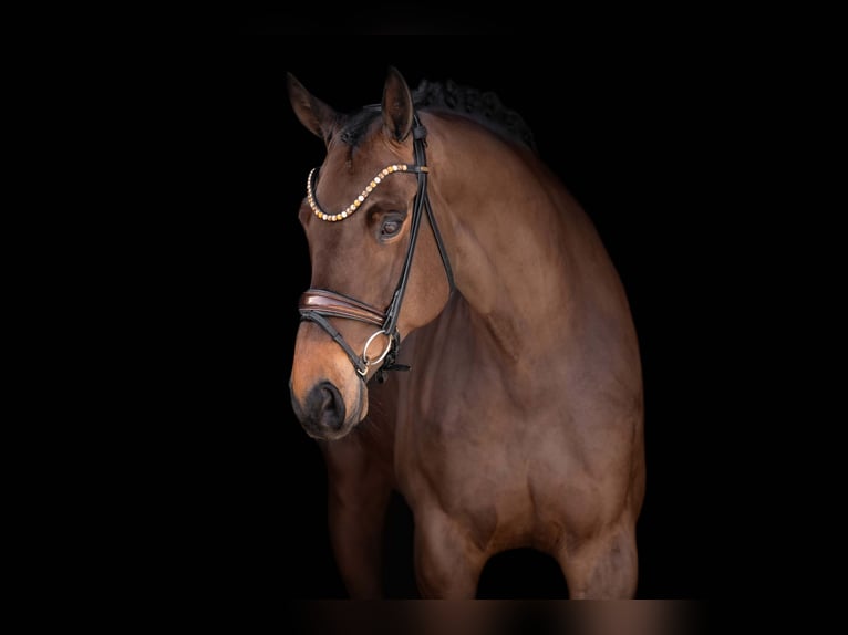 Hannover Castrone 6 Anni 174 cm Baio scuro in Wehringen