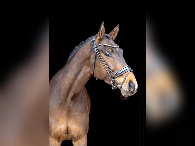 Hannover Castrone 6 Anni 174 cm Baio scuro in Rosenheim